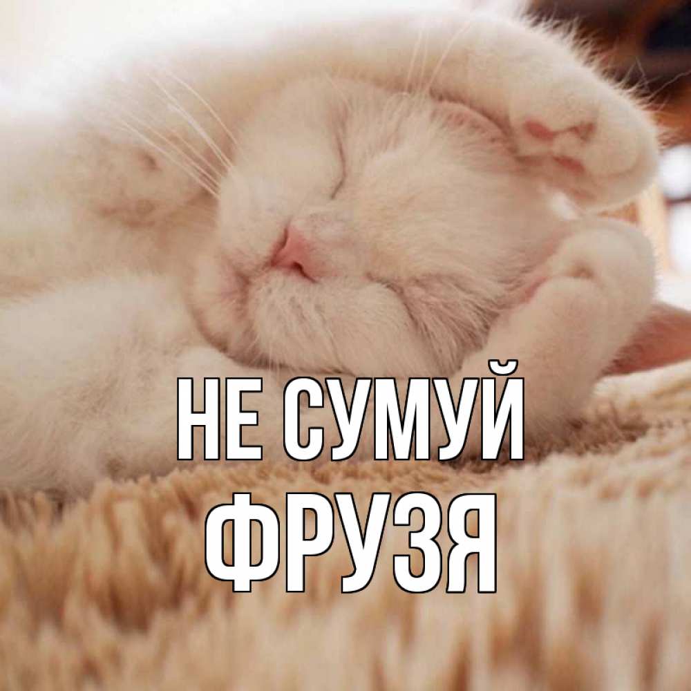 Открытка на каждый день з підписом, Фрузя Не сумуй белый кот Прикольна листівка з побажанням онлайн скачати безкоштовно 