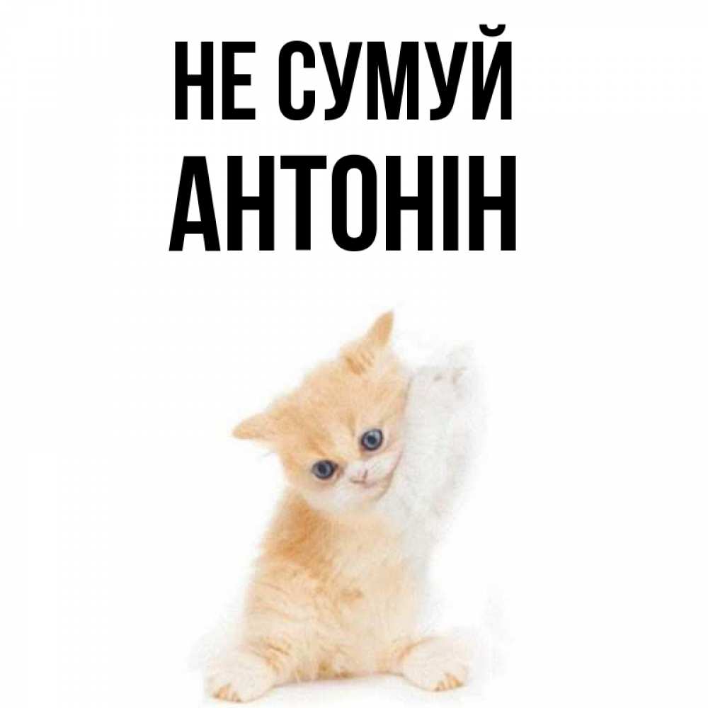 Открытка на каждый день з підписом, Антонін Не сумуй просящий кот Прикольна листівка з побажанням онлайн скачати безкоштовно 