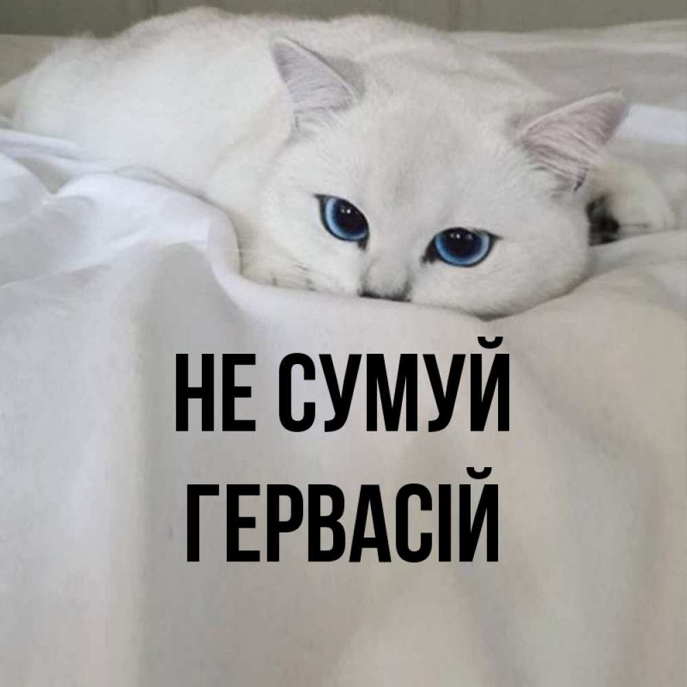 Открытка на каждый день з підписом, Гервасій Не сумуй Голубоглазая кошка Прикольна листівка з побажанням онлайн скачати безкоштовно 