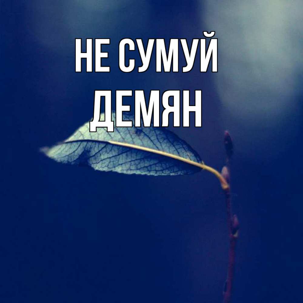 Открытка на каждый день з підписом, Демян Не сумуй растение Прикольна листівка з побажанням онлайн скачати безкоштовно 