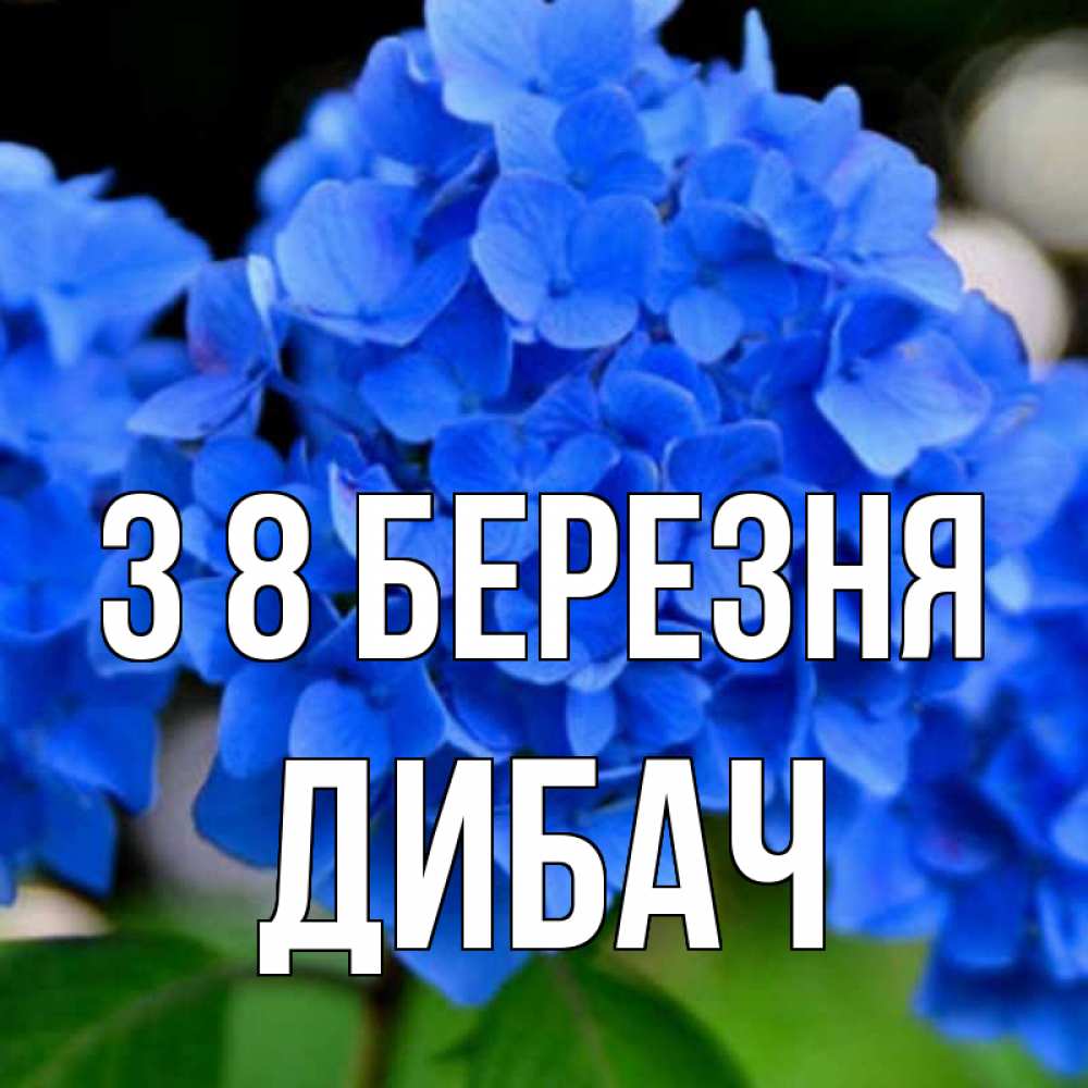 Открытка на каждый день з підписом, Дибач З 8 БЕРЕЗНЯ синие цветы Прикольна листівка з побажанням онлайн скачати безкоштовно 