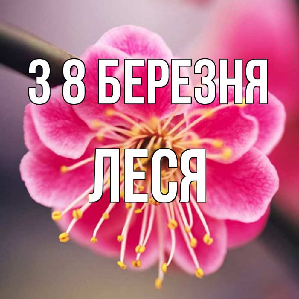 Открытка на каждый день з підписом, Леся З 8 БЕРЕЗНЯ цветы Прикольна листівка з побажанням онлайн скачати безкоштовно 
