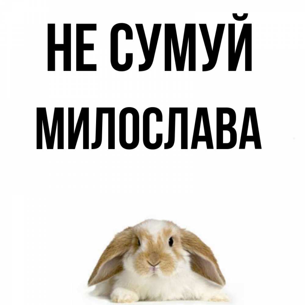 Открытка на каждый день з підписом, Милослава Не сумуй коричнево белый заяц с большими ушками Прикольна листівка з побажанням онлайн скачати безкоштовно 
