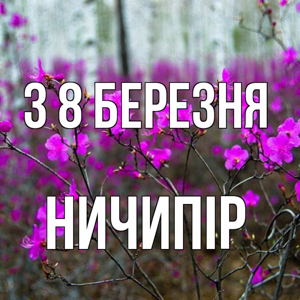 Открытка на каждый день з підписом, Ничипір З 8 БЕРЕЗНЯ дикие цветы Прикольна листівка з побажанням онлайн скачати безкоштовно 