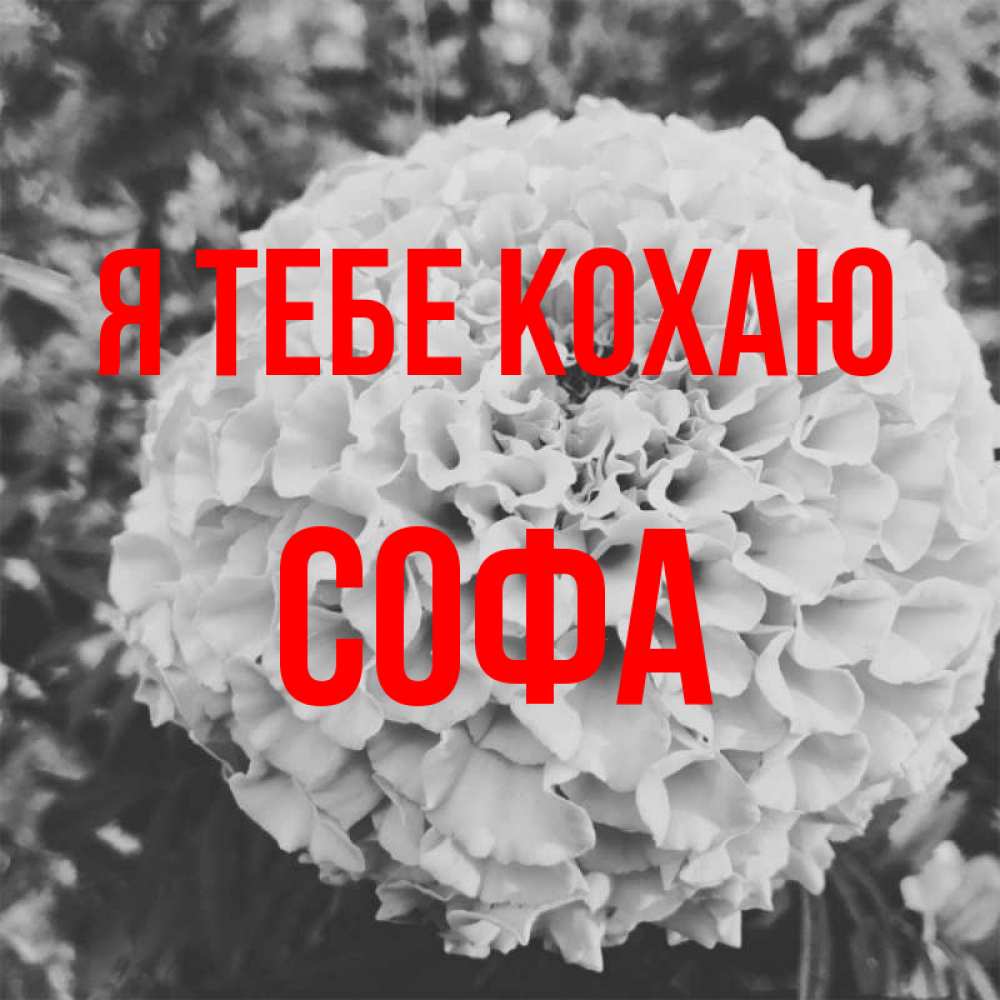 Открытка на каждый день з підписом, Софа Я тебе кохаю подпись Прикольна листівка з побажанням онлайн скачати безкоштовно 