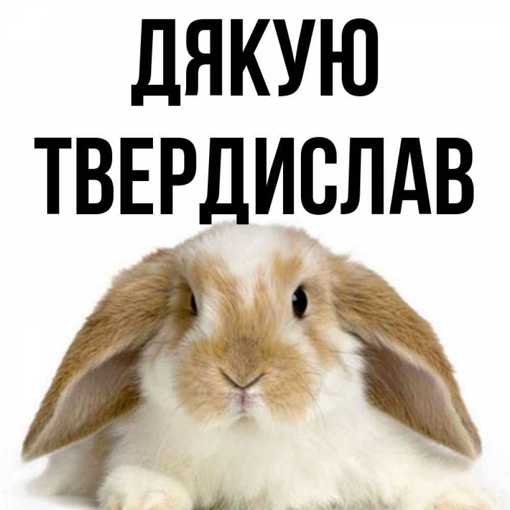 Открытка на каждый день з підписом, Твердислав Дякую коричнево белый заяц Прикольна листівка з побажанням онлайн скачати безкоштовно 