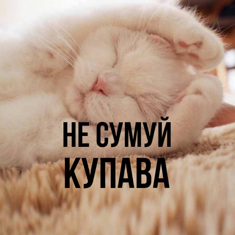 Открытка на каждый день з підписом, Купава Не сумуй Котенок спит Прикольна листівка з побажанням онлайн скачати безкоштовно 