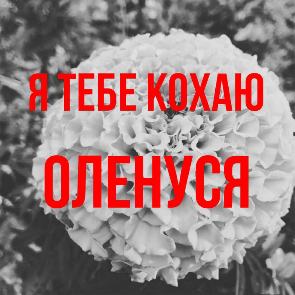 Открытка на каждый день з підписом, Оленуся Я тебе кохаю подпись Прикольна листівка з побажанням онлайн скачати безкоштовно 