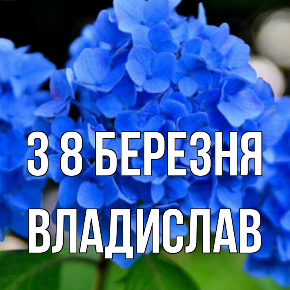 Открытка на каждый день з підписом, Владислав З 8 БЕРЕЗНЯ синие цветы Прикольна листівка з побажанням онлайн скачати безкоштовно 