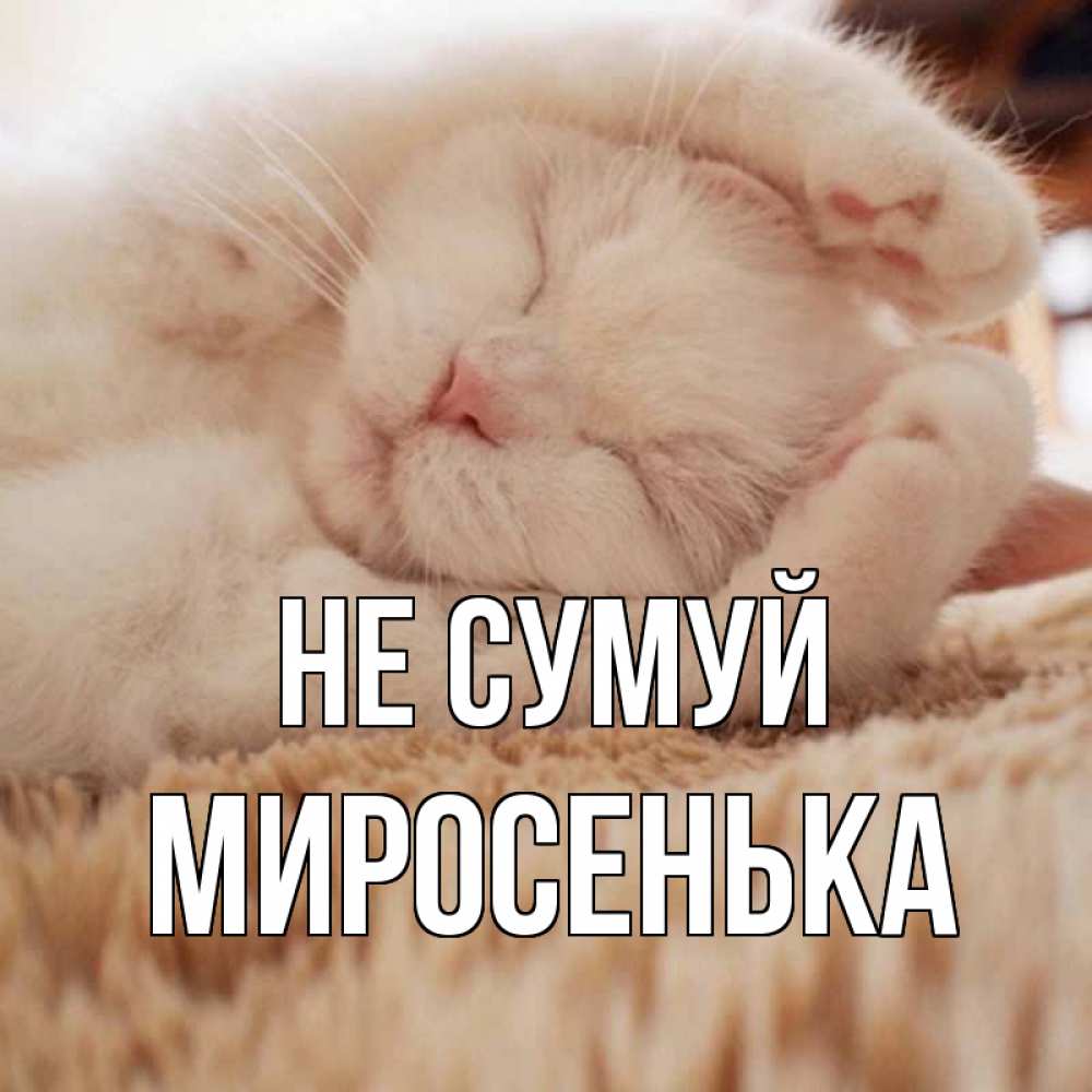 Открытка на каждый день з підписом, Миросенька Не сумуй белый кот Прикольна листівка з побажанням онлайн скачати безкоштовно 