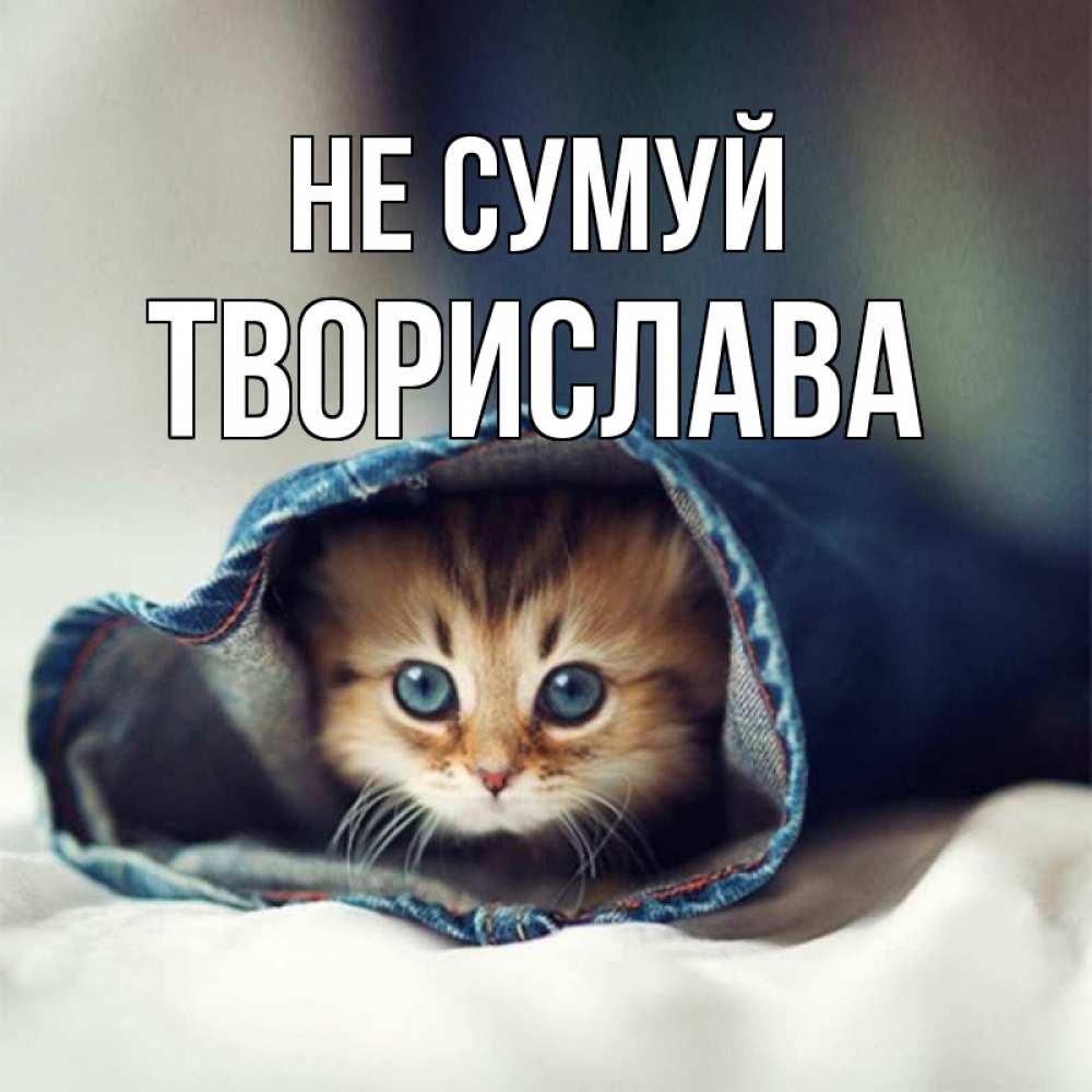 Открытка на каждый день з підписом, Творислава Не сумуй кот в одежде Прикольна листівка з побажанням онлайн скачати безкоштовно 
