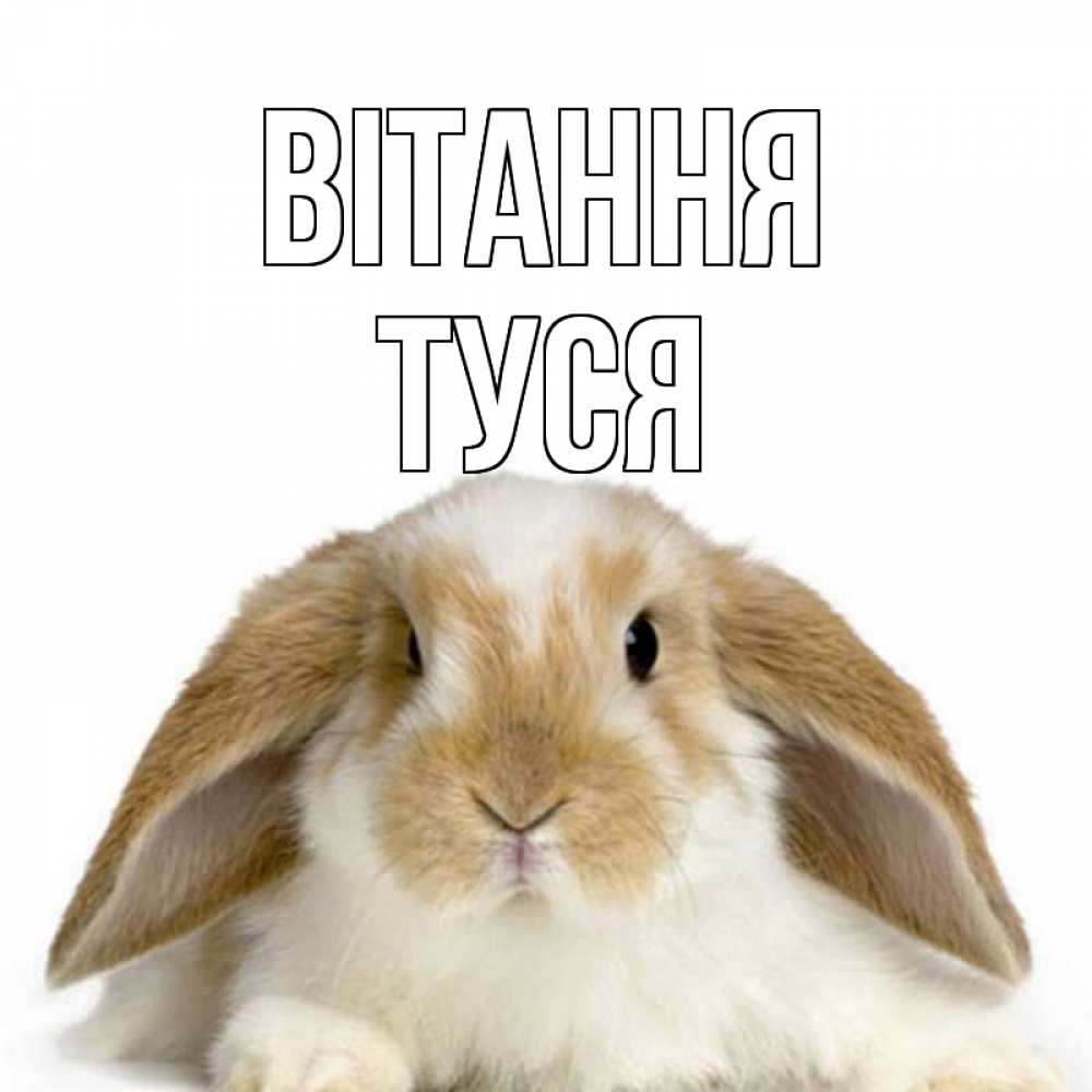 Открытка на каждый день з підписом, Туся Вітання с животными Прикольна листівка з побажанням онлайн скачати безкоштовно 