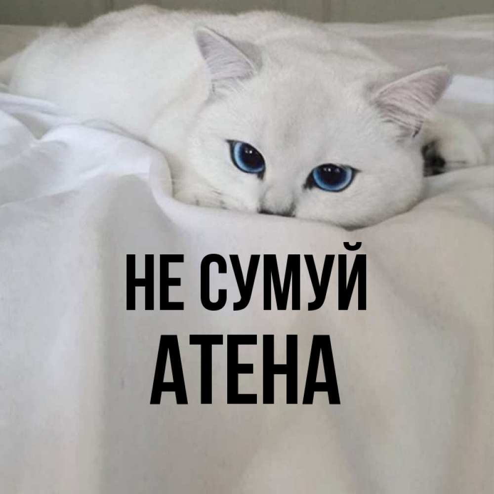 Открытка на каждый день з підписом, Атена Не сумуй Голубоглазая кошка Прикольна листівка з побажанням онлайн скачати безкоштовно 