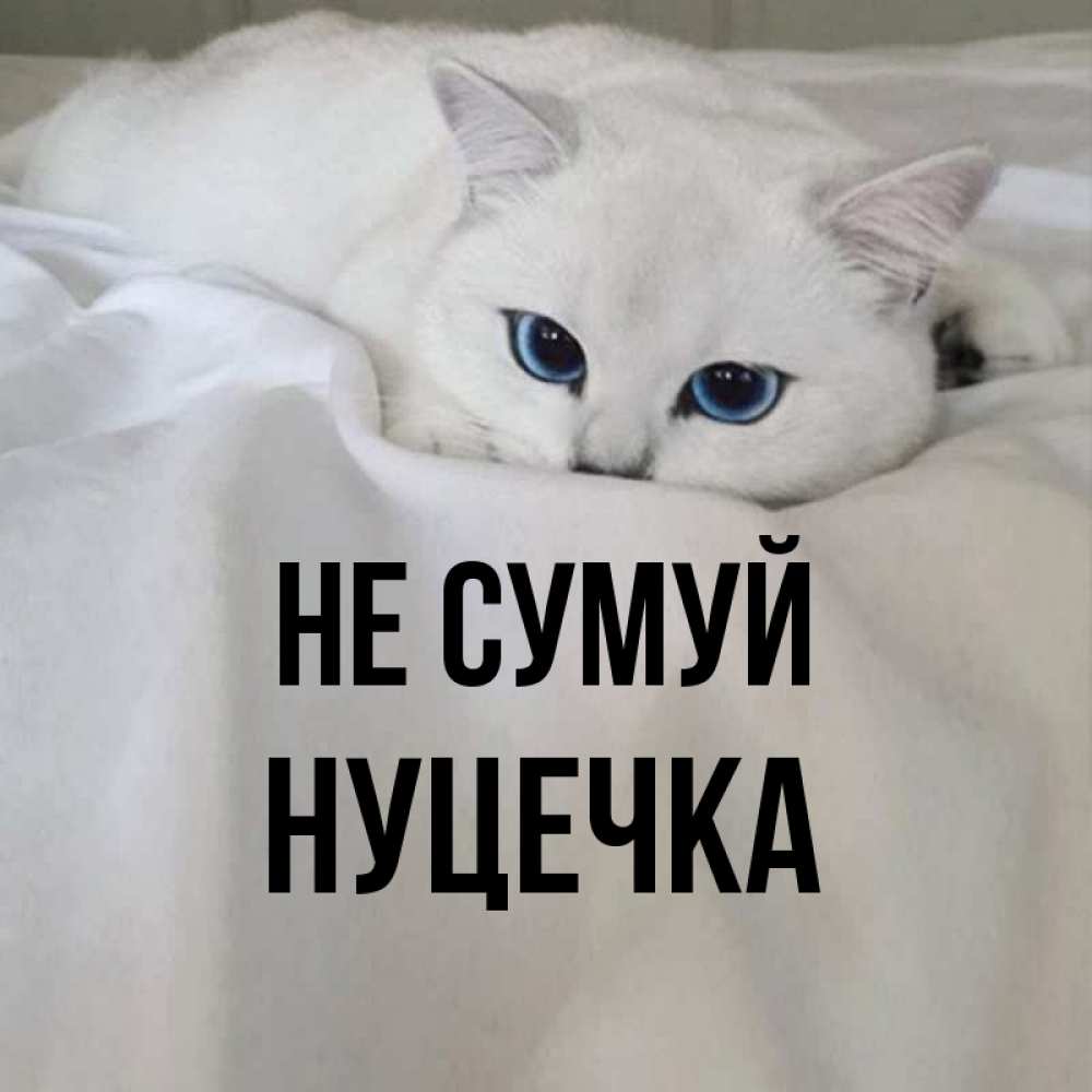 Открытка на каждый день з підписом, Нуцечка Не сумуй Голубоглазая кошка Прикольна листівка з побажанням онлайн скачати безкоштовно 