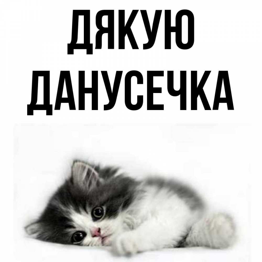 Открытка на каждый день з підписом, Данусечка Дякую черный и белый кот Прикольна листівка з побажанням онлайн скачати безкоштовно 