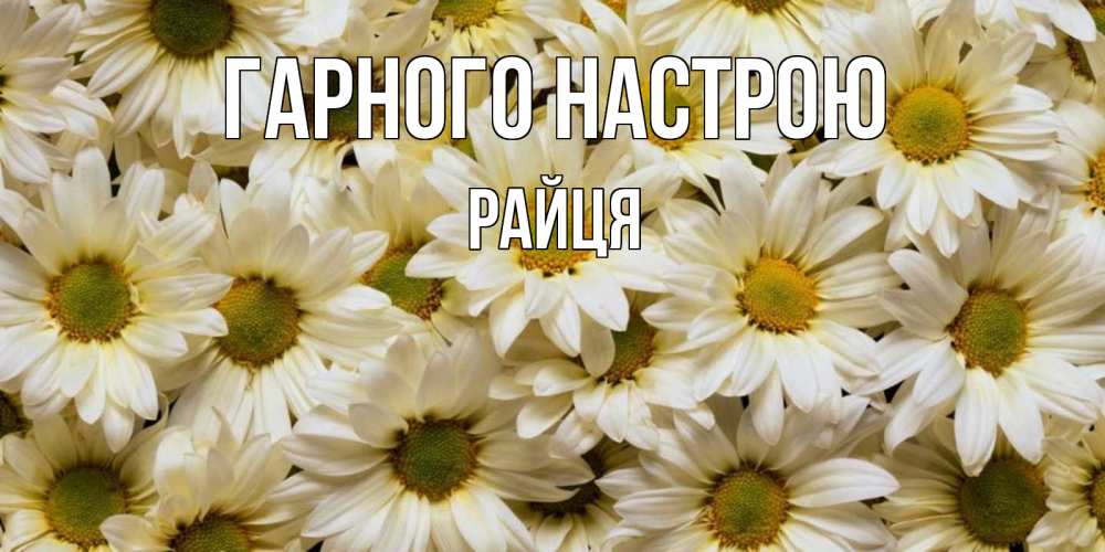 Открытка на каждый день з підписом, Райця Гарного настрою крупные ромашки Прикольна листівка з побажанням онлайн скачати безкоштовно 