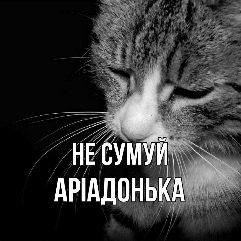 Открытка на каждый день з підписом, Аріадонька Не сумуй грустный котик Прикольна листівка з побажанням онлайн скачати безкоштовно 