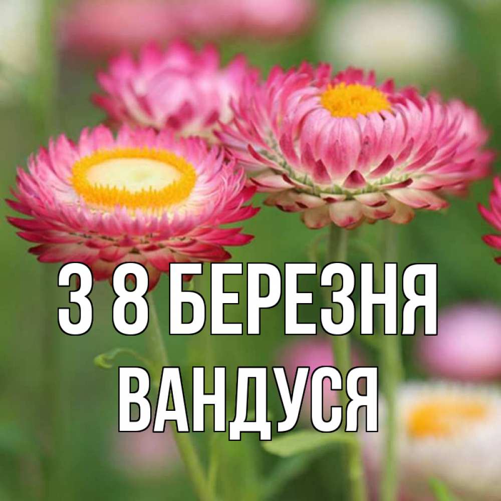 Открытка на каждый день з підписом, Вандуся З 8 БЕРЕЗНЯ подарок на международный женский день Прикольна листівка з побажанням онлайн скачати безкоштовно 