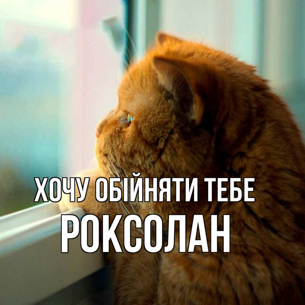 Открытка на каждый день з підписом, Роксолан Хочу обійняти тебе большой огромный рыжий котяра Прикольна листівка з побажанням онлайн скачати безкоштовно 