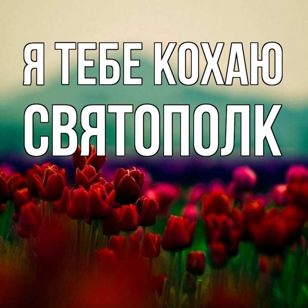 Открытка на каждый день з підписом, Святополк Я тебе кохаю тюльпаны 4 Прикольна листівка з побажанням онлайн скачати безкоштовно 