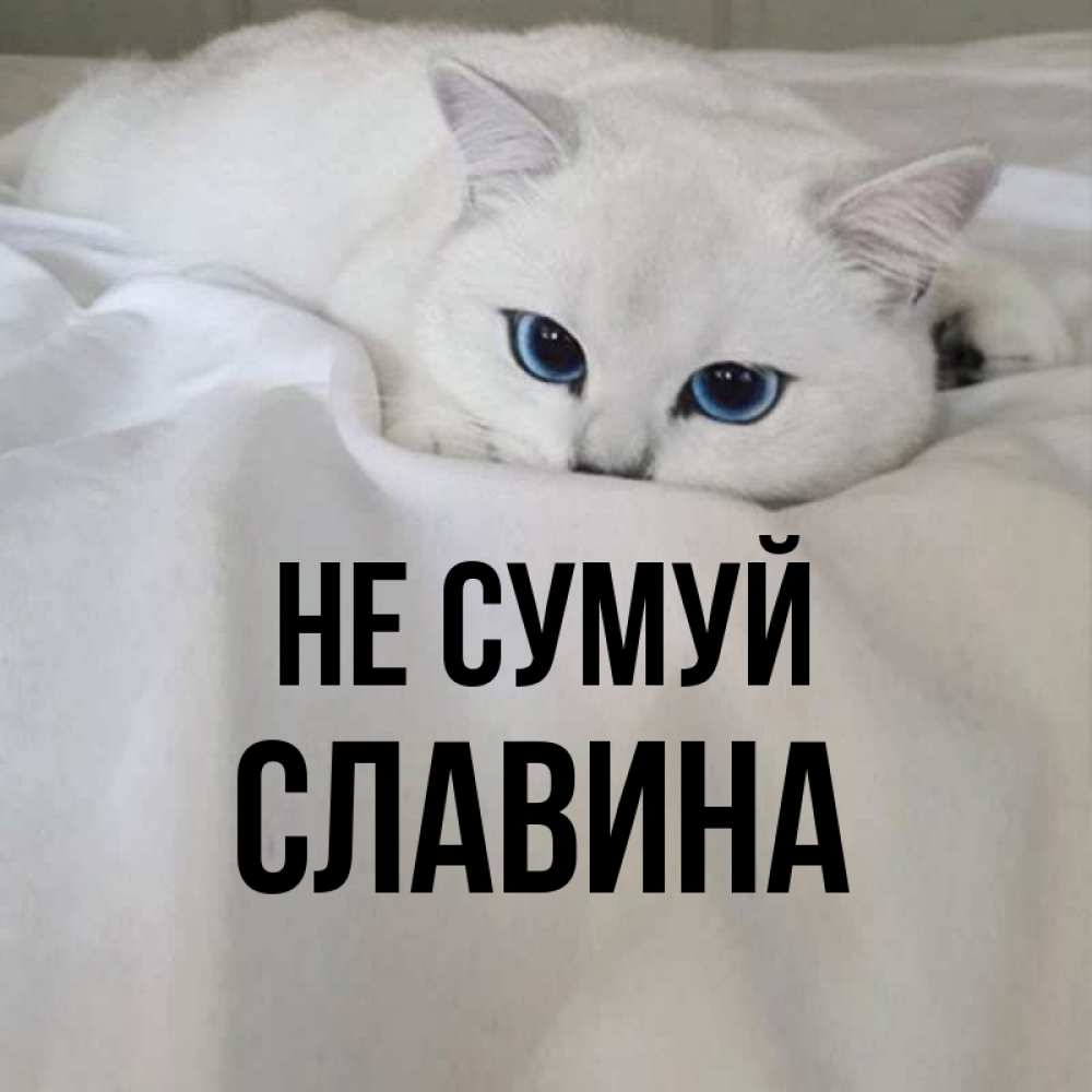 Открытка на каждый день з підписом, Славина Не сумуй Голубоглазая кошка Прикольна листівка з побажанням онлайн скачати безкоштовно 