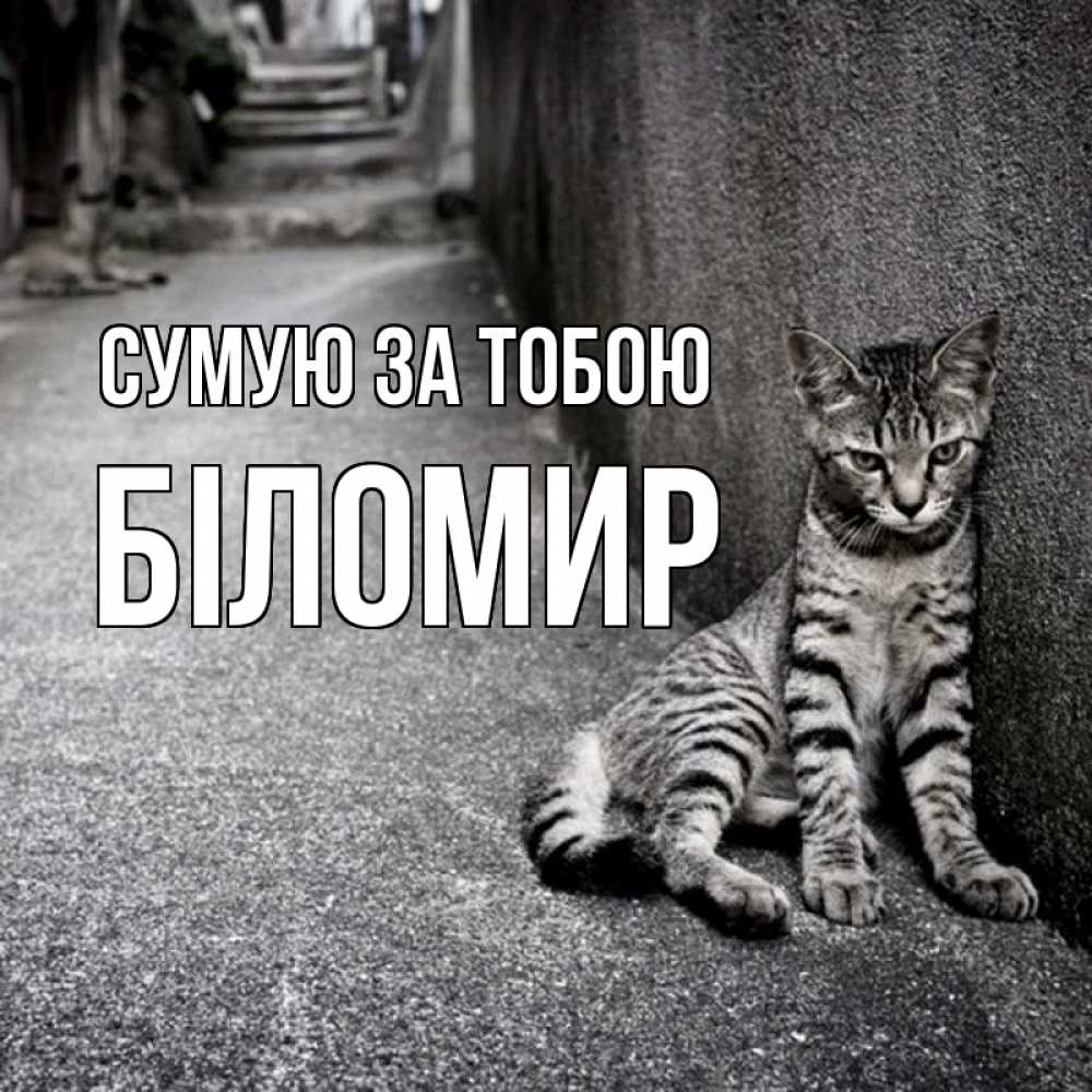 Открытка на каждый день з підписом, Біломир Сумую за тобою одиноко котику Прикольна листівка з побажанням онлайн скачати безкоштовно 