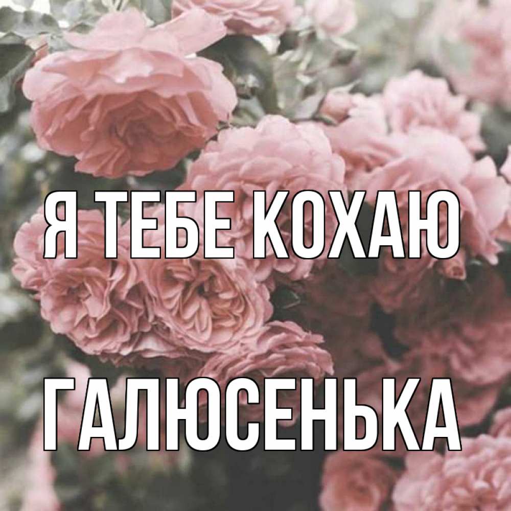 Открытка на каждый день з підписом, Галюсенька Я тебе кохаю розы 3 Прикольна листівка з побажанням онлайн скачати безкоштовно 