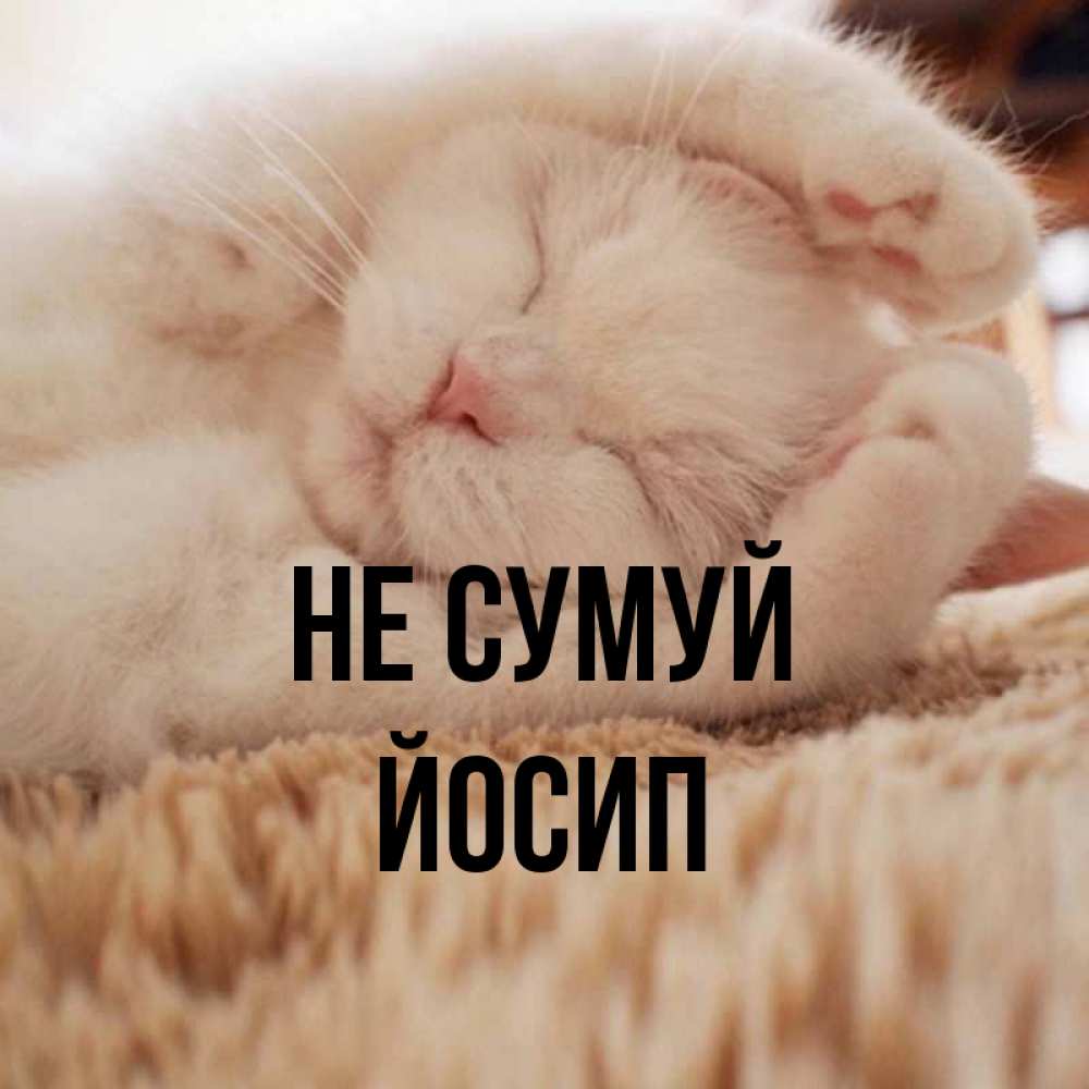 Открытка на каждый день з підписом, Йосип Не сумуй Котенок спит Прикольна листівка з побажанням онлайн скачати безкоштовно 
