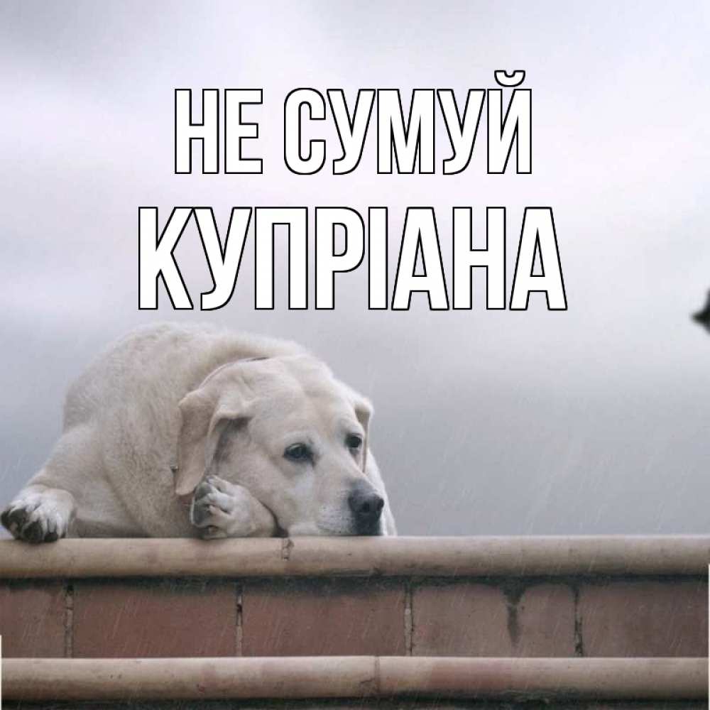 Открытка на каждый день з підписом, Купріана Не сумуй белый пес 1 Прикольна листівка з побажанням онлайн скачати безкоштовно 