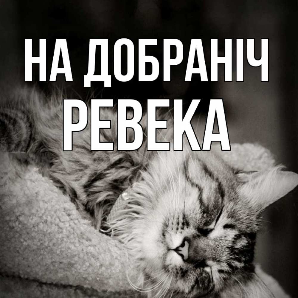 Открытка на каждый день з підписом, Ревека На добраніч котярик пушистый Прикольна листівка з побажанням онлайн скачати безкоштовно 