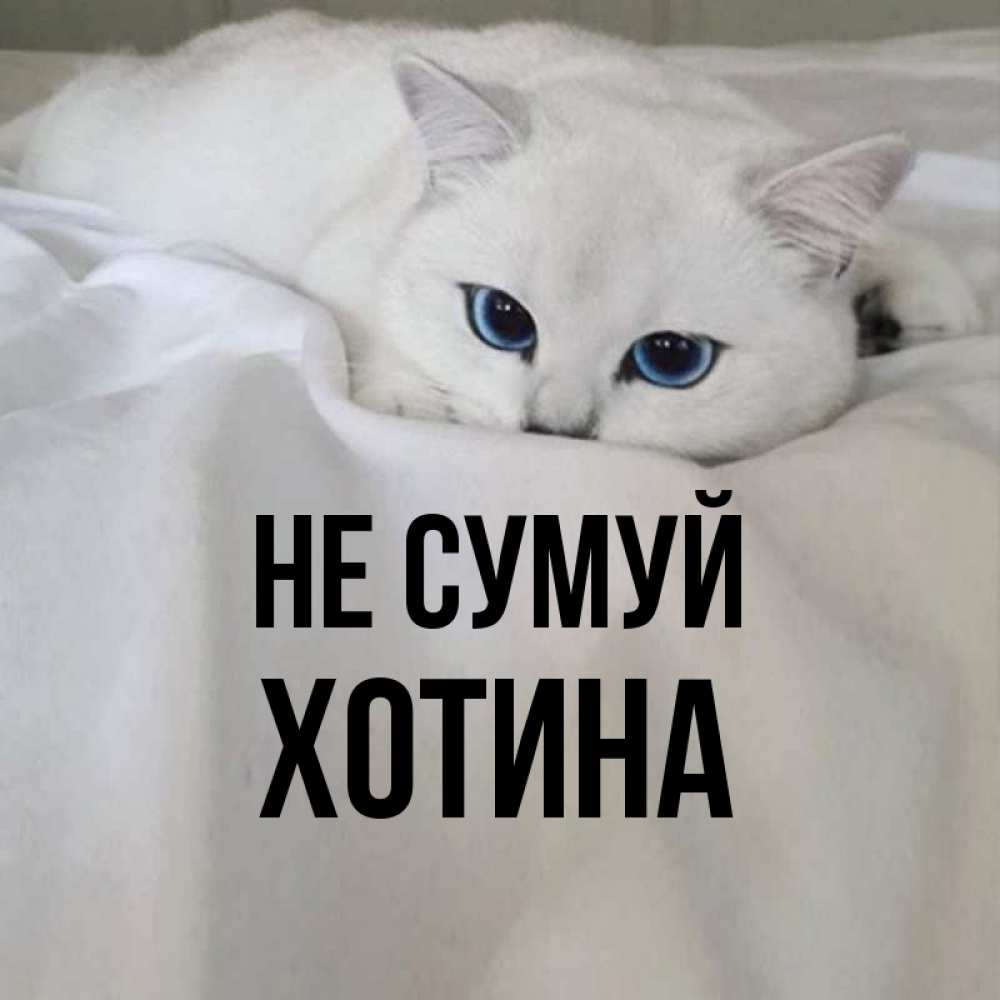 Открытка на каждый день з підписом, Хотина Не сумуй Голубоглазая кошка Прикольна листівка з побажанням онлайн скачати безкоштовно 