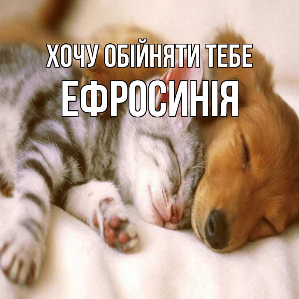 Открытка на каждый день з підписом, Ефросинія Хочу обійняти тебе пес и котенок Прикольна листівка з побажанням онлайн скачати безкоштовно 
