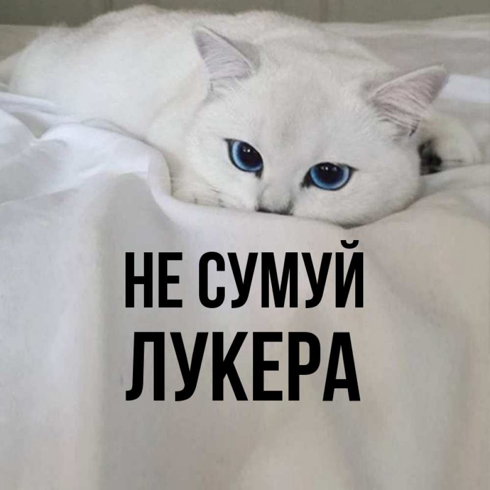 Открытка на каждый день з підписом, Лукера Не сумуй Голубоглазая кошка Прикольна листівка з побажанням онлайн скачати безкоштовно 