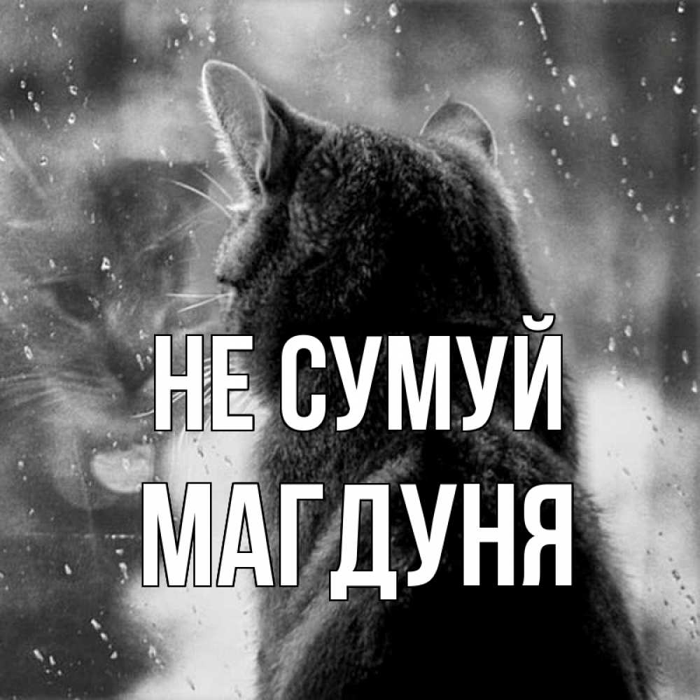 Открытка на каждый день з підписом, Магдуня Не сумуй отражение кота 1 Прикольна листівка з побажанням онлайн скачати безкоштовно 