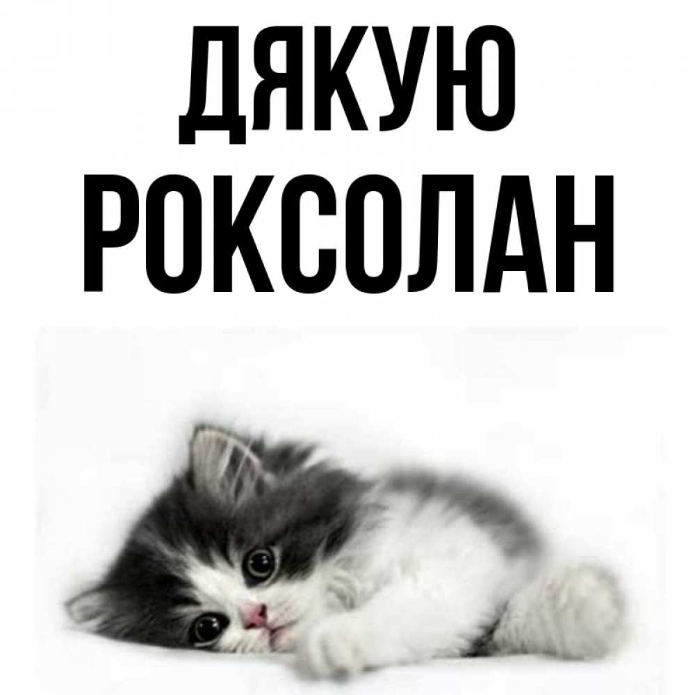 Открытка на каждый день з підписом, Роксолан Дякую черный и белый кот Прикольна листівка з побажанням онлайн скачати безкоштовно 
