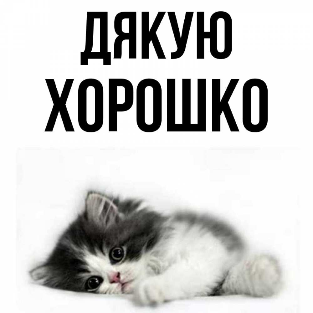 Открытка на каждый день з підписом, Хорошко Дякую черный и белый кот Прикольна листівка з побажанням онлайн скачати безкоштовно 