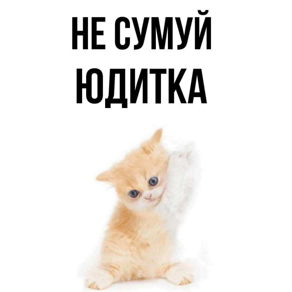 Открытка на каждый день з підписом, Юдитка Не сумуй просящий кот Прикольна листівка з побажанням онлайн скачати безкоштовно 