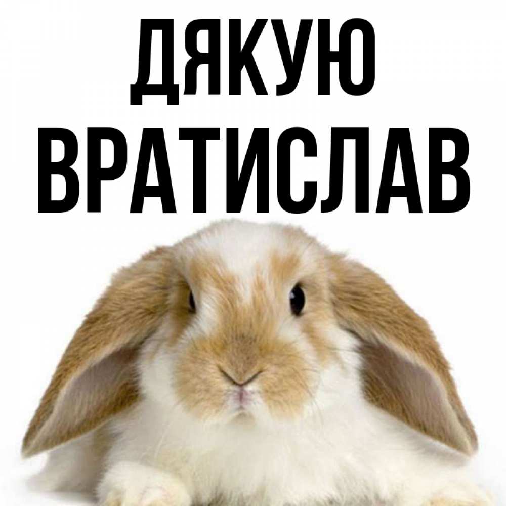 Открытка на каждый день з підписом, Вратислав Дякую коричнево белый заяц Прикольна листівка з побажанням онлайн скачати безкоштовно 
