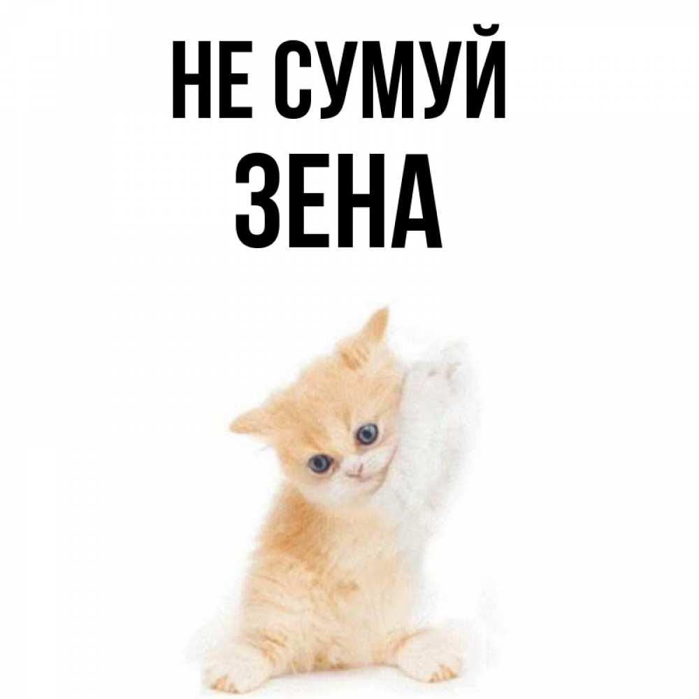 Открытка на каждый день з підписом, Зена Не сумуй просящий кот Прикольна листівка з побажанням онлайн скачати безкоштовно 