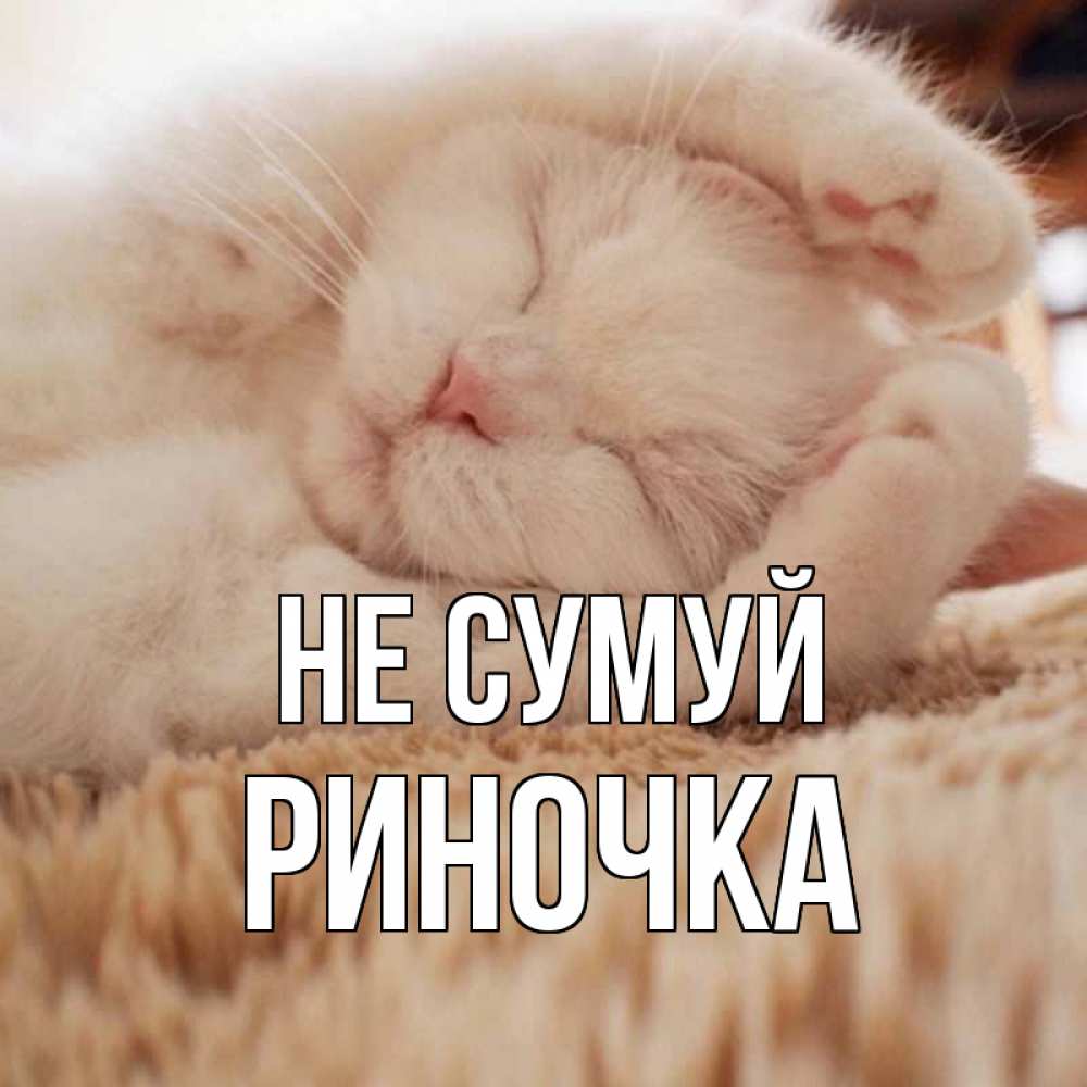 Открытка на каждый день з підписом, Риночка Не сумуй белый кот Прикольна листівка з побажанням онлайн скачати безкоштовно 