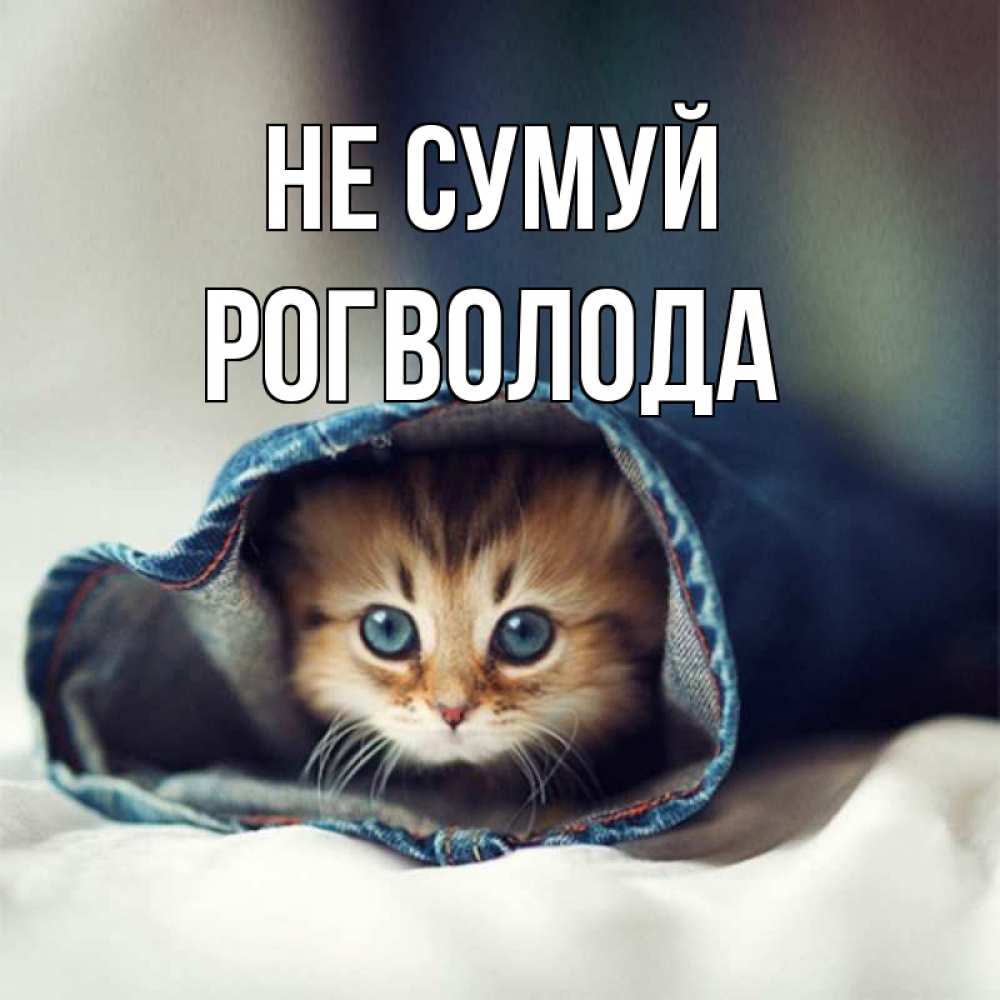 Открытка на каждый день з підписом, Рогволода Не сумуй кот в одежде Прикольна листівка з побажанням онлайн скачати безкоштовно 
