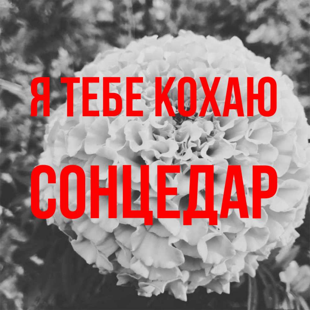 Открытка на каждый день з підписом, Сонцедар Я тебе кохаю подпись Прикольна листівка з побажанням онлайн скачати безкоштовно 