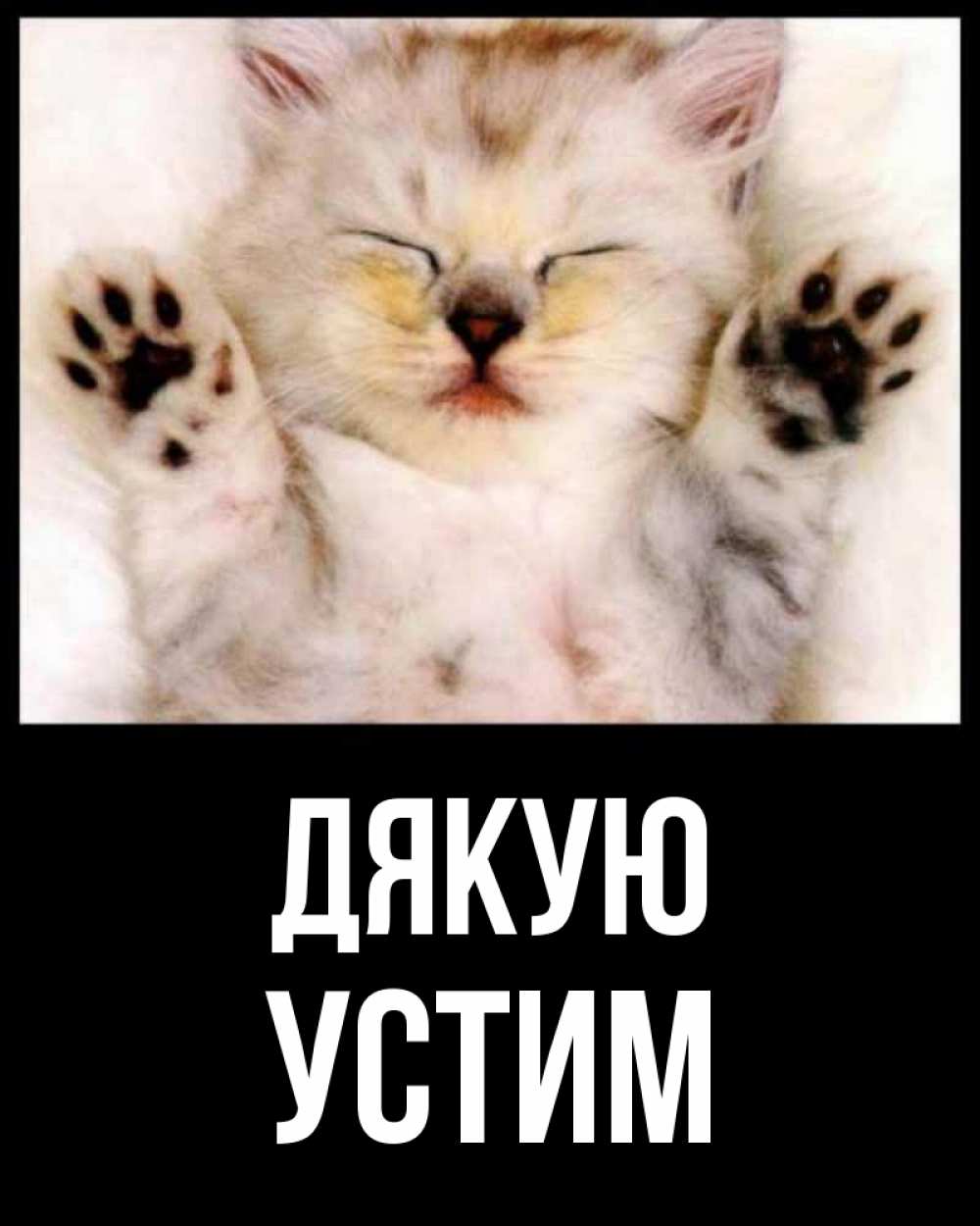 Открытка на каждый день з підписом, Устим Дякую маленький котенок Прикольна листівка з побажанням онлайн скачати безкоштовно 