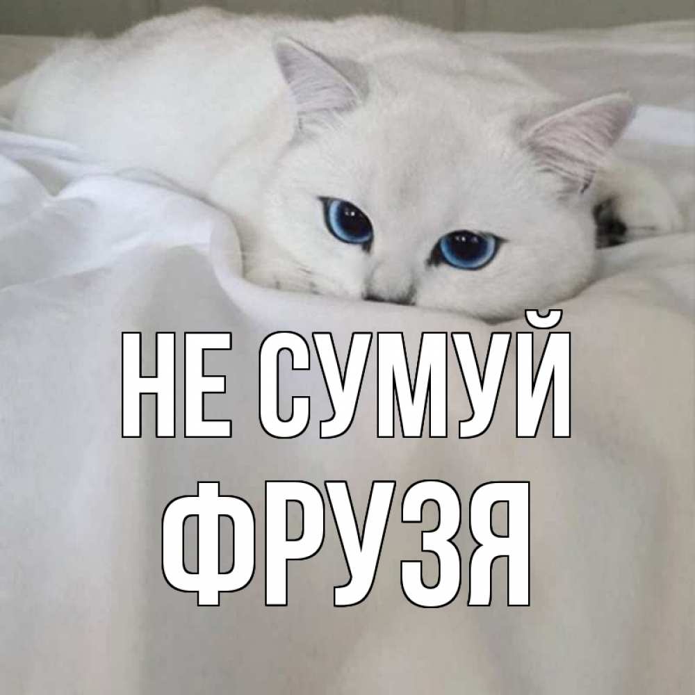 Открытка на каждый день з підписом, Фрузя Не сумуй белый кот с голубыми глазами на белоснежной кровати Прикольна листівка з побажанням онлайн скачати безкоштовно 