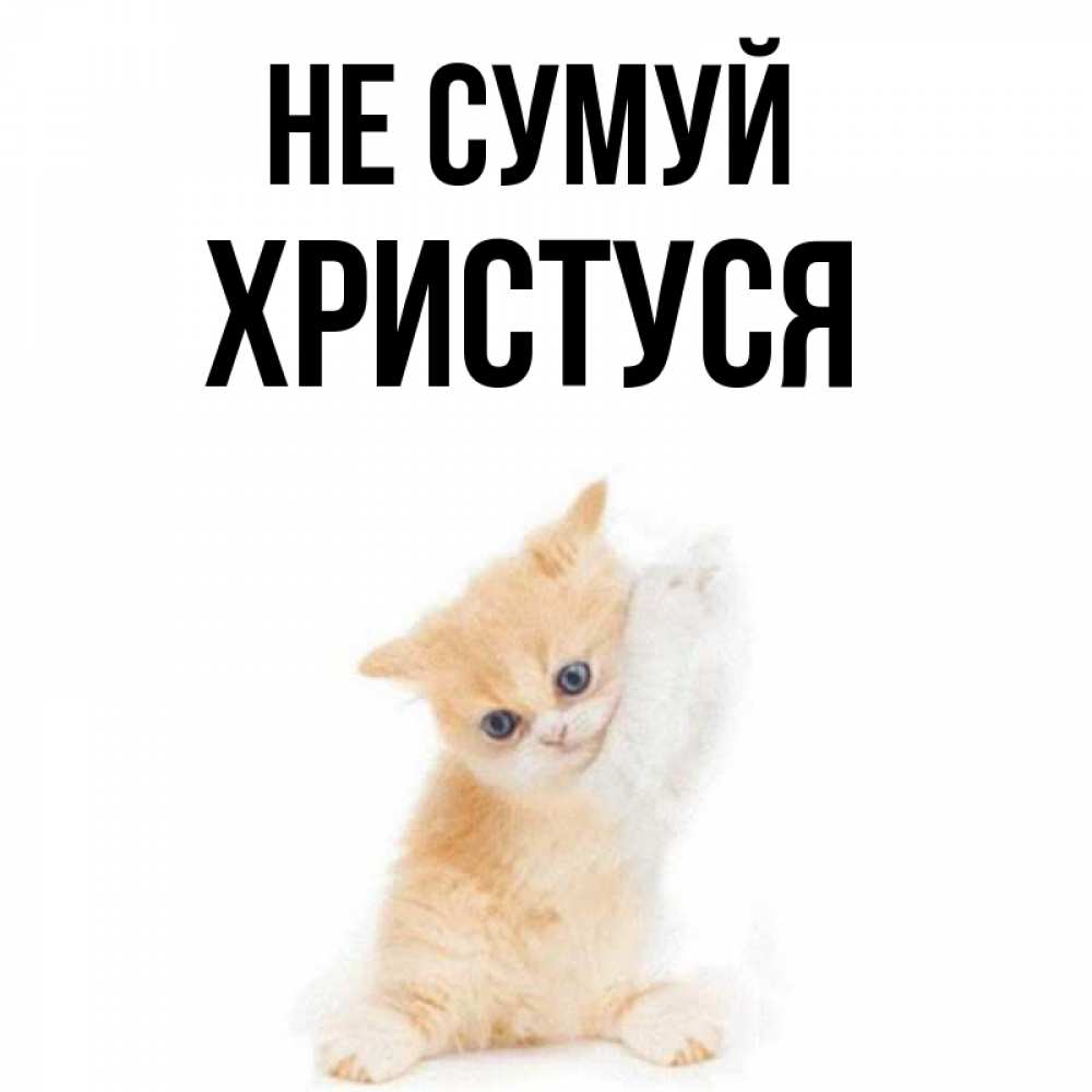 Открытка на каждый день з підписом, Христуся Не сумуй просящий кот Прикольна листівка з побажанням онлайн скачати безкоштовно 