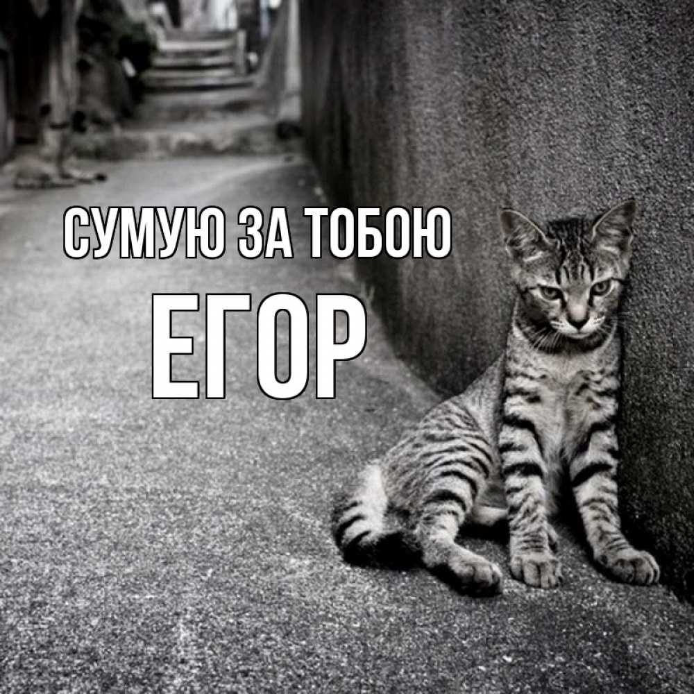 Открытка на каждый день з підписом, Егор Сумую за тобою одиноко котику Прикольна листівка з побажанням онлайн скачати безкоштовно 
