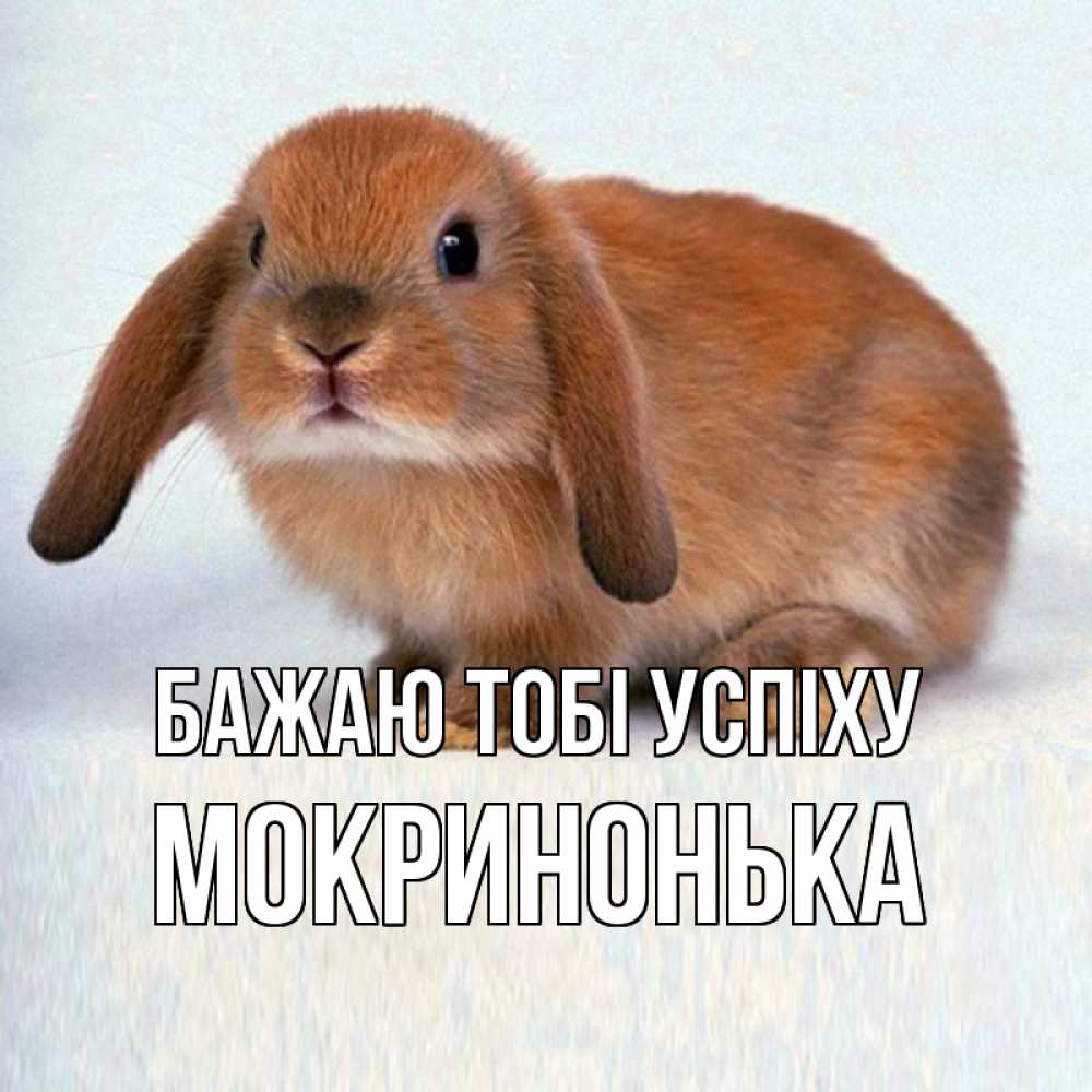 Открытка на каждый день з підписом, Мокринонька Бажаю тобі успіху вставить текст в открытку по выбору Прикольна листівка з побажанням онлайн скачати безкоштовно 