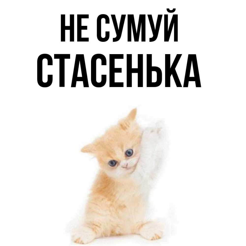 Открытка на каждый день з підписом, Стасенька Не сумуй просящий кот Прикольна листівка з побажанням онлайн скачати безкоштовно 