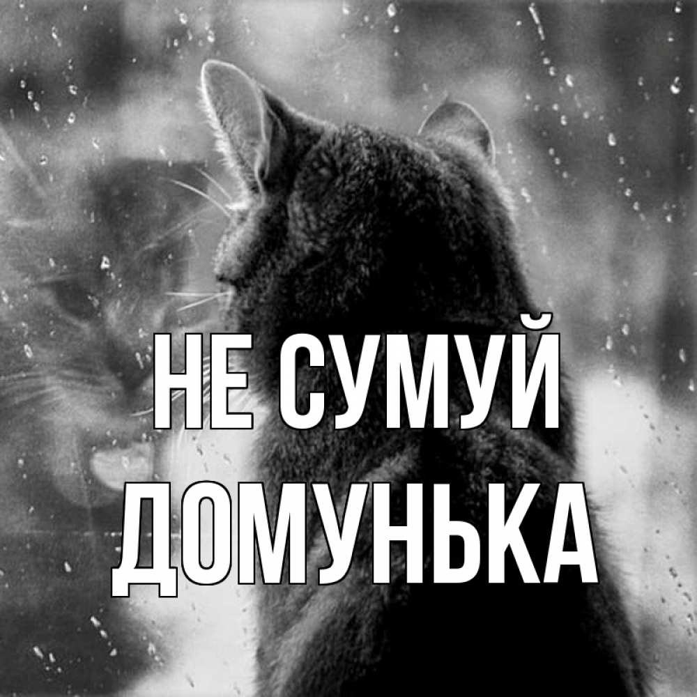 Открытка на каждый день з підписом, Домунька Не сумуй отражение кота 1 Прикольна листівка з побажанням онлайн скачати безкоштовно 