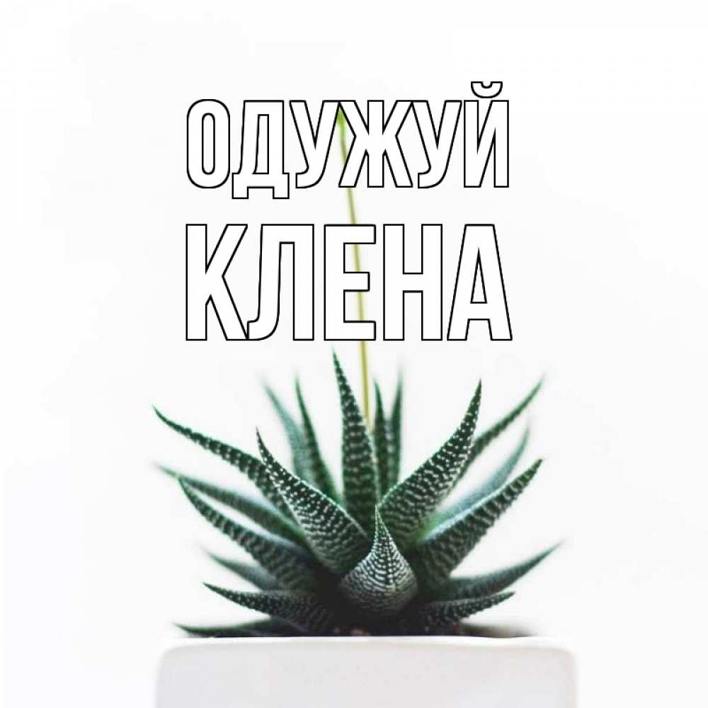 Открытка на каждый день з підписом, Клена Одужуй короче это непонятная колючка Прикольна листівка з побажанням онлайн скачати безкоштовно 